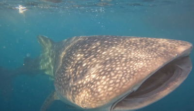 Whale Shark, Komodo indonesia tour-komodo tour package-komodo tour indonesia-best komodo tour,