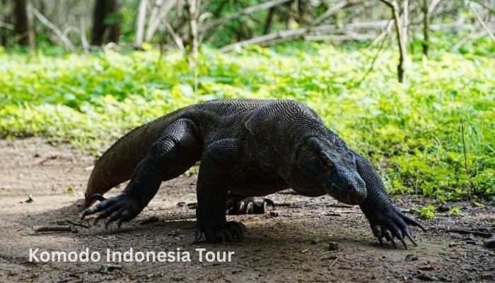 Komodo Dragon, komodo indonesia tour, komodo tour package, best komodo tour,