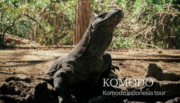 Komodo indonesia Tour, Komodo tour package, komodo tour, komodo national park tour,komodo tour cruise
