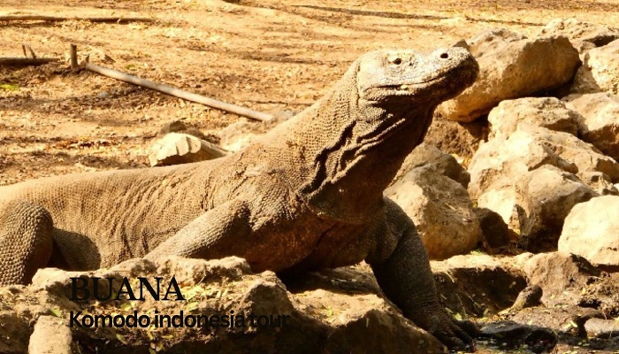 Komodo dragon-Komodo tour, komodo tour package, komodo tour indonesia best komodo tour