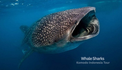 Whale shark,Komodo indonesia tour, komodo tour package, best komodo tour,