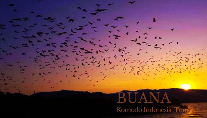 Kalong island labuanbajo flores, komodo-indonesia-tour, komodo tour package, komodo cruise